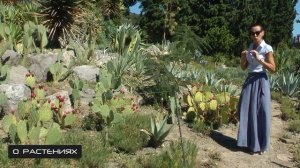 Съедобный кактус. Плоды опунции повышают потенцию.