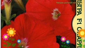 Петуния гибридная крупноцветковая Ультра F1 Скарлет. Краткий обзор, описание характеристик petunia
