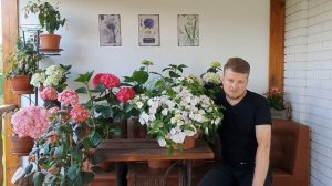 Гортензия СБЕЖАВШАЯ  НЕВЕСТА .Особенности выращивания и ухода.#Runaway Bride#