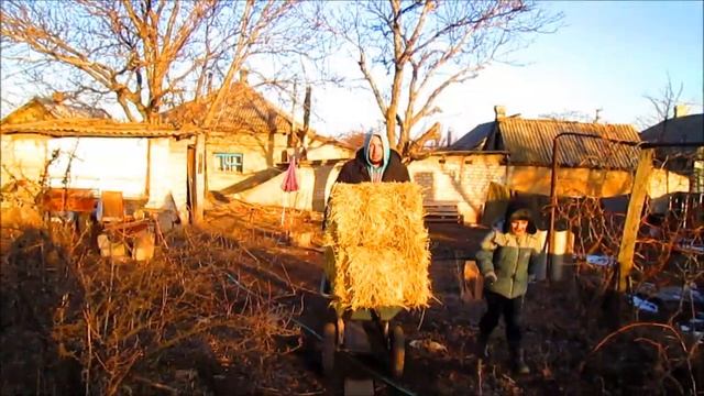 Солома для свиней ВЕНГЕРСКОЙ ПУХОВОЙ МАНГАЛИЦЫ! // Вовкин Двор!