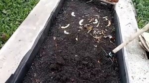 Дендробена в зимнем червячнике. Мой "горький" опыт.