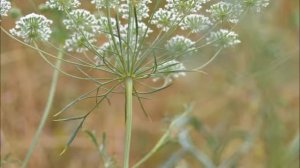 Salvador Boix B30, Ammió, Ammi majus