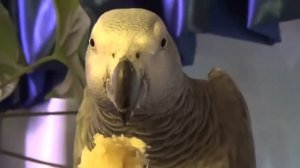 Дикарь жако краснохвостый - Приучаем кормить с рук Jacquot parrot
