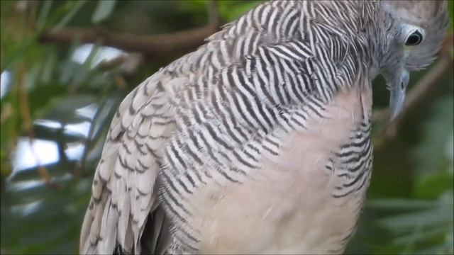 Nikon P1000 with 6000mm 4K Video смотреть онлайн