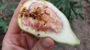 Когда созревает первый урожай инжира. Сорт Далматский