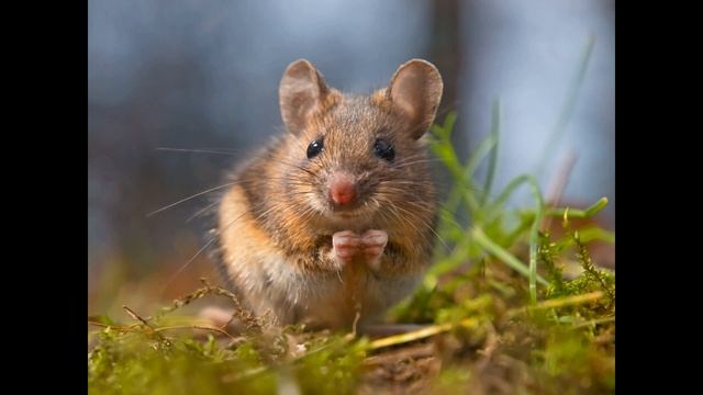 мышонок пик смотреть онлайн