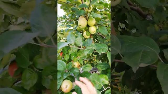 Парша на яблоне смотреть онлайн