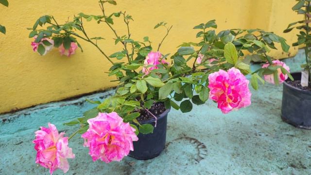 Double Delight The large Strongly Fragrant Red and White  World Famous Rose Double Delight
