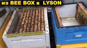 Из BEE BOX в LYSON. Ульи ППС.