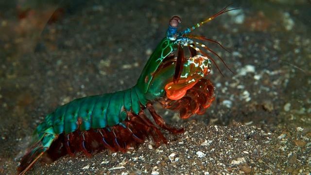 Разведение аквариумных креветок. Бизнес идея смотреть онлайн