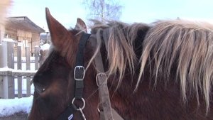 Как подобрать недоуздок по размеру морды лошади