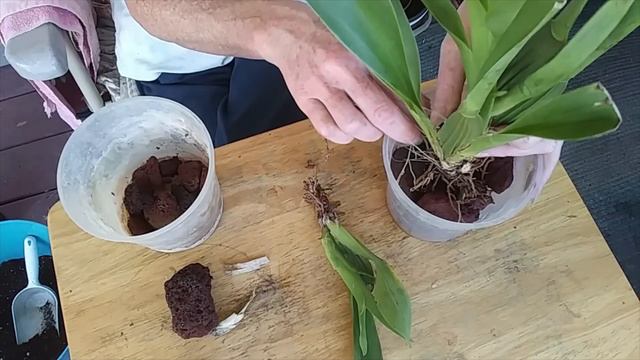 Orchid Unboxing/ From A Friend & Potting In Lava Rock смотреть онлайн