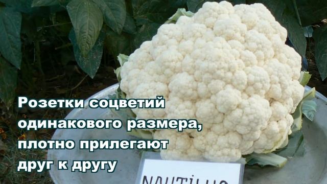 НАУТИЛУС F1 ПРОСТ В ВЫРАЩИВАНИИ, КАЧЕСТВЕННЫЕ ГОЛОВКИ ЦВЕТНОЙ КАПУСТЫ смотреть онлайн