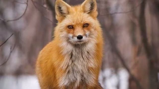 Лиса красавица. смотреть онлайн