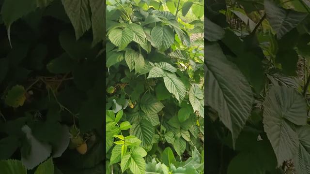 мой огород летом!!!! смотреть онлайн