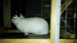 Кролики для начинающих||какую породу выбрать?