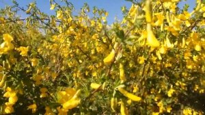 МЕДОНОСЫ! цветет карагана кустарниковая (желтая дереза)