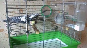 купание корелл под струей пульверизатора