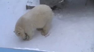 Белый медведь.