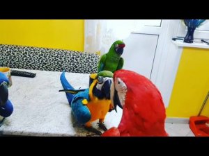 Слушаем речь президента о продлении карантина!