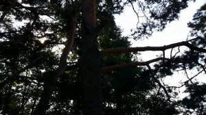 Сосны озера Веркуды.