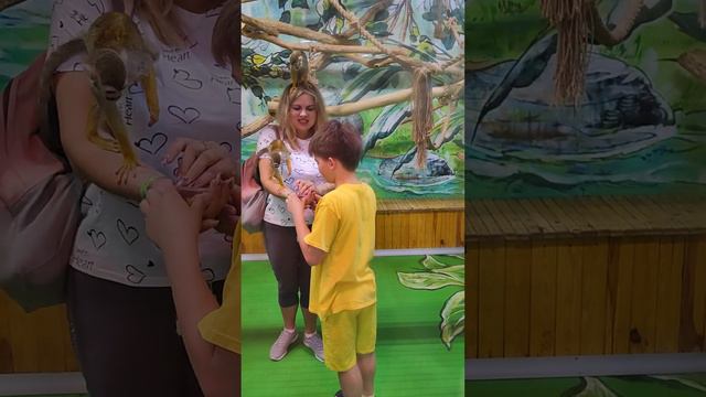 контактный зоопарк. мартышки смотреть онлайн