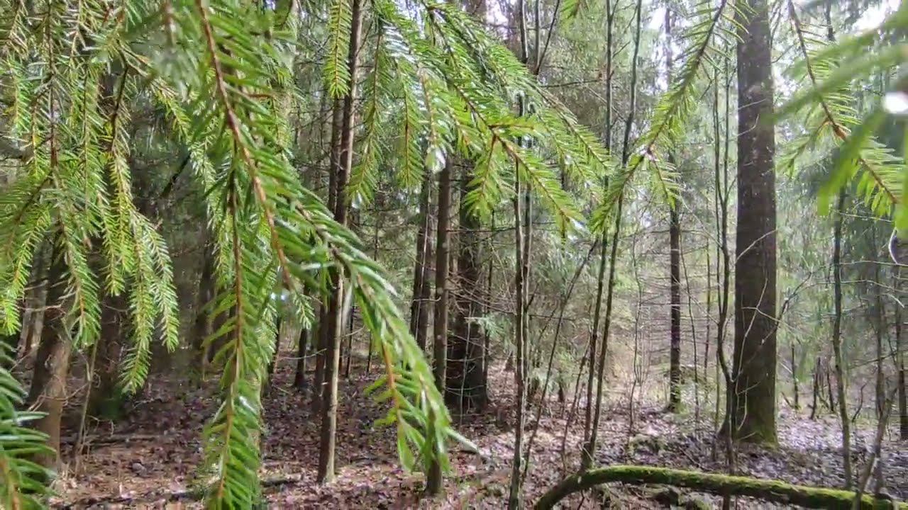 Утро в лесу смотреть онлайн
