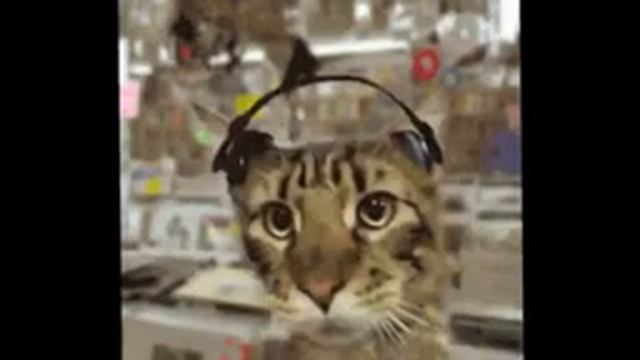 Кот флексит в наушниках 10 часов