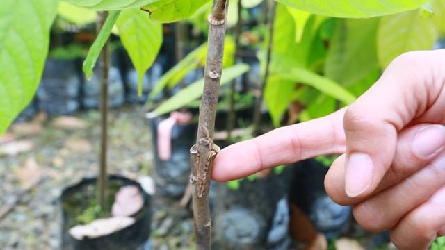 Клонирование какао. смотреть онлайн