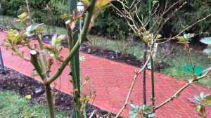 ПОДКОРМКА РОЗ ВЕСНОЙ, ЛЕТОМ И ОСЕНЬЮ,  ПОКА ЖДЁМ.!ЧЕМ?