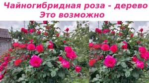Венроза. Чайногибридные розы - дерево. Формирование куста и особенности ухода.