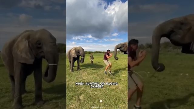 elephants jump roping wow they're  smart