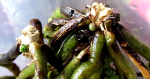 Орхидеи. Лучший метод размножение корнями.Часть 1 Orchids.New reproduction.≡200≡.mp4