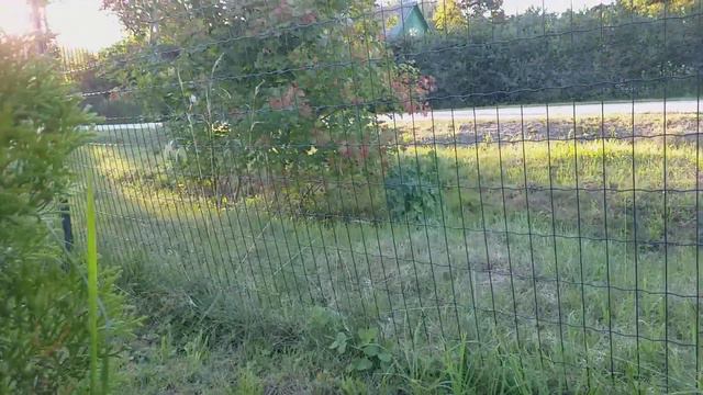 Обзор дачи 4 августа/2 часть/ смотреть онлайн