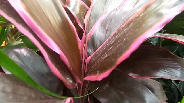 Настоящие джунгли в Леруа Мерлен. Можно заблудиться 🐒🐒🐒 смотреть онлайн