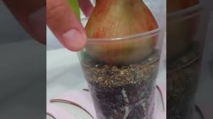 Укоренение гиппеаструма