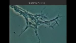 Нервная клетка в действии