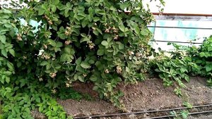 ежевика разных сортов [растения], начало созревания ягод