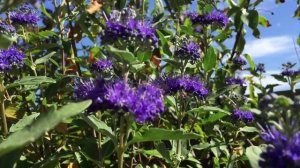 Stadtbienen-Magnet Bartblume (Caryopteris clandonensis)