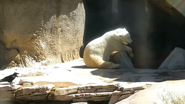 Пока мишка отдыхает,вороны закусывают#Сан-Диего, в парке Бальбоа смотреть онлайн