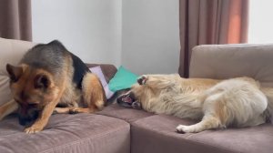 Немецкая овчарка и золотистый ретривер играют на диване