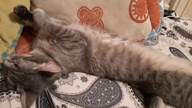 Кошачий релакс😻 Кошка Антистресс! Люблю котиков 😍 Кошки 2022