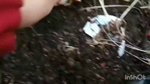 Куда садить кабачки.если мало земли. собираю сорняки и весной и осенью.Быстрый перегной.