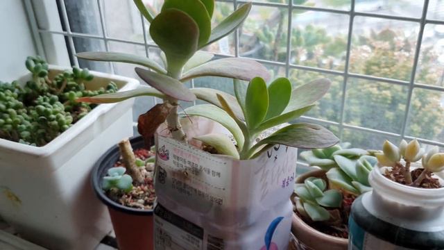 일요일 기온이 뚝 떨어지면 다육이 관리는 어떻게해야됄가요 смотреть онлайн