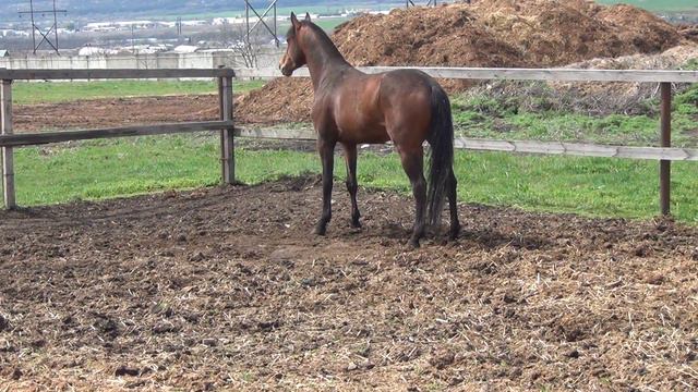 Конь валялся смотреть онлайн