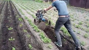 Окучиваем картофель мотоблоком ,дисковым окучником.