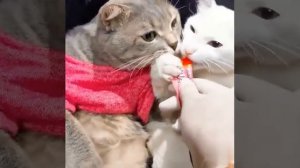 Видео от МЕМЫ