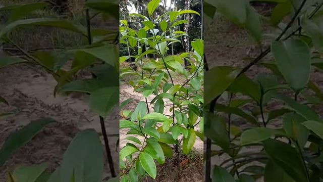 Cempedak plant in Kerala смотреть онлайн