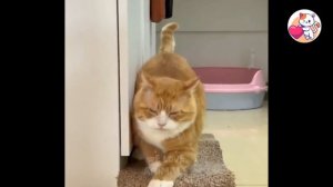 Самые лучшие смешные друзья человека!