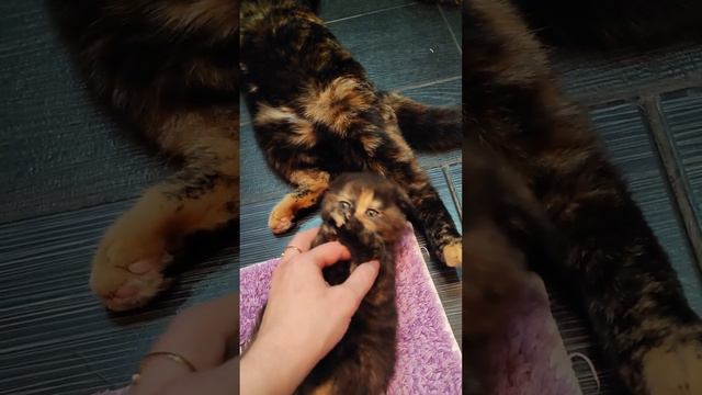 А ваши питомцы тоже пытаются спасти вас от воды?🛀😀😅😜👍 смотреть онлайн